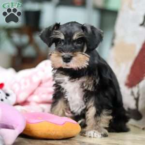 Noah, Miniature Schnauzer Puppy